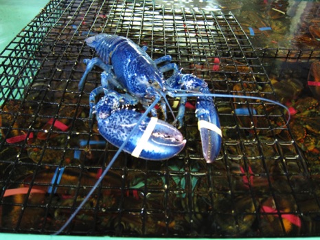 Big Blue - NHP07 Big Blue - NHP07